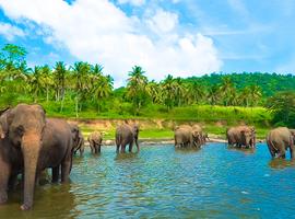 Sri Lanka Family Holiday - 12 Days