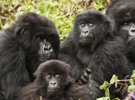 Premium Rwanda & Gorillas of Uganda - 6 Days