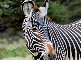 Kenya Safari Adventure - 10 Days