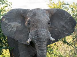 South Africa's Kruger & Coast Adventure - 10 Days