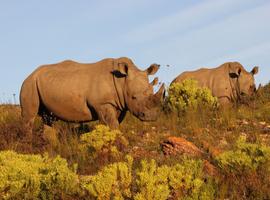 South Africa's Garden Route & Winelands - 12 Days