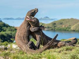 Komodo & Flores Adventure - 9 Days