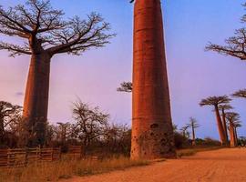 Madagascar Baobabs & Beyond - 12 Days