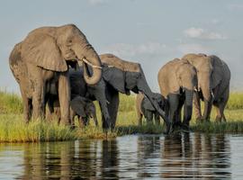 Best of Southern Africa Family Safari Comfort - 14 Days