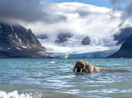 Svalbard Circumnavigation: The Ultimate Arctic Quest (Ocean Albatros) - 10 Days
