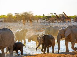 Highlights of Namibia & Botswana - 22 Days