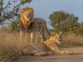 South Africa's Kruger, Coast & Garden Route - 21 Days