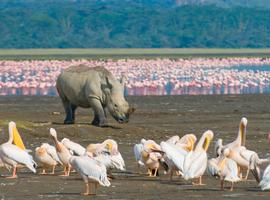 Kenya Wildlife Week - 7 Days
