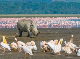 Kenya Wildlife Week - 7 Days