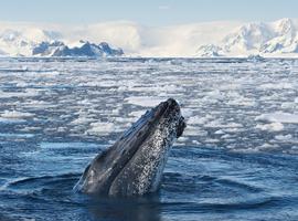 Classic Antarctica - 10 Days