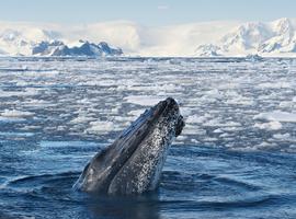 Classic Antarctica - 10 Days