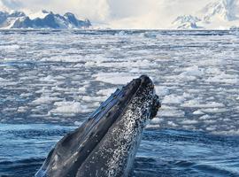 Classic Antarctica - 10 Days
