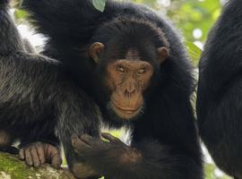 Gorillas, Chimps & Nile River - 9 Days