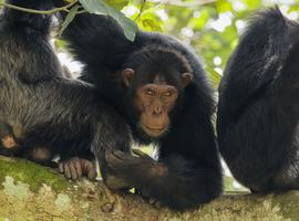 Gorillas, Chimps & Nile River (Accommodated) - 9 Days