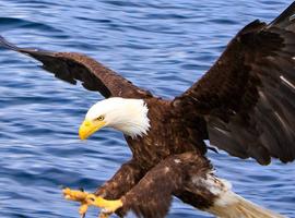 Newfoundland Discovery (Small Group) - 9 Days
