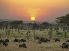 Serengeti & Ngorongoro Crater (Lodge) - 4 Days