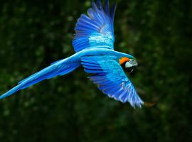 Manaus Amazon Adventure - 5 Days