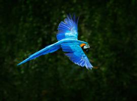 Manaus Amazon Adventure - 5 Days
