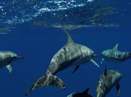 Maldives Baa Atoll Adventure - 8 Days