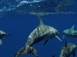 Maldives Baa Atoll Adventure - 8 Days