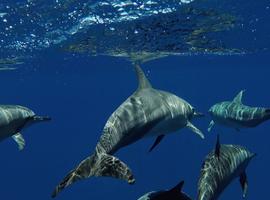 Maldives Baa Atoll Adventure - 8 Days
