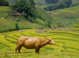 Secrets of North Vietnam - 8 Days