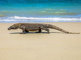 Highlights of Flores & Komodo - 5 Days