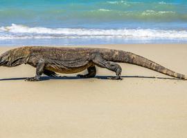 Highlights of Flores & Komodo - 5 Days