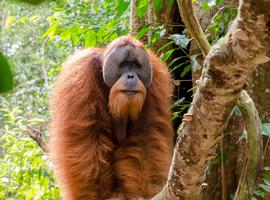 Wild Sumatra - 6 Days
