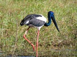 Kakadu, Katherine & Litchfield Discovery - 5 Days