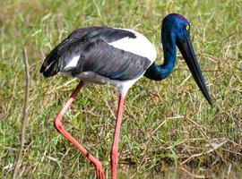 Best of Kakadu & Litchfield - 3 Days