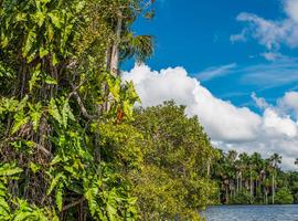 Amazon Rainforest Express - 3 Days