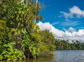 Amazon Rainforest Express - 3 Days