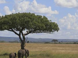 Ngorongoro Crater & Lake Manyara (Camping) - 3 Days
