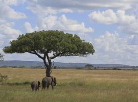 Ngorongoro Crater & Lake Manyara (Lodge) - 3 Days
