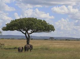 Ngorongoro Crater & Lake Manyara (Lodge) - 3 Days