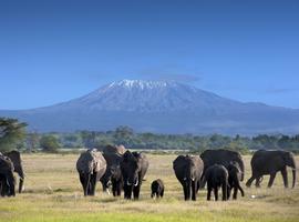 Amboseli, Nakuru & Masai Mara (Lodge) - 6 Days