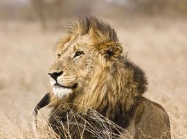 Kruger Safari & Panorama Route Explorer - 6 Days