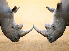 Kruger Safari & Victoria Falls Explorer - 9 Days