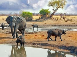 Hwange National Park Safari - 4 Days