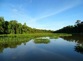Kinabatangan River Safari (Private room) - 3 Days
