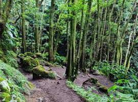 Essence of Faial - 3 Days