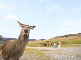 Scotland and Ireland 2026-27 (Winter) - 13 Days