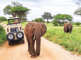Tanzania Safari - 6 Days