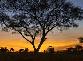 Kenya Safari 35 to 45 (35 To 45) - 6 Days