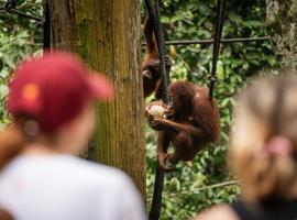 Borneo Adventure - 9 Days