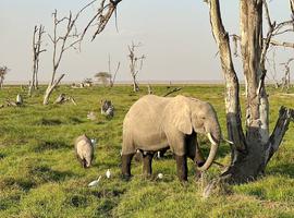 Kenya and Tanzania Safari 35 to 45 (35 To 45) - 11 Days