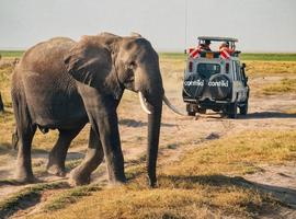 Tanzania Safari 35 to 45 (35 To 45) - 6 Days