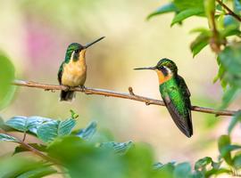 Costa Rica - Birdwatching in Paradise - 7 Days