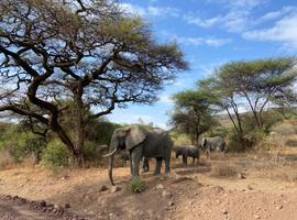 Independent - Northern Tanzania Safari Extension - 2 Days